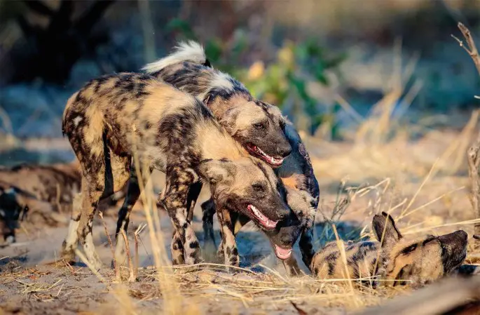 Unveiling the African Hunting Dog: Nature's Enduring Predator