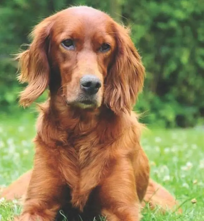 Read more about the article Unveiling the Magnificent Irish Setter Hunting Dog: Your Ultimate Guide to Canine Companionship and Hunting Prowess