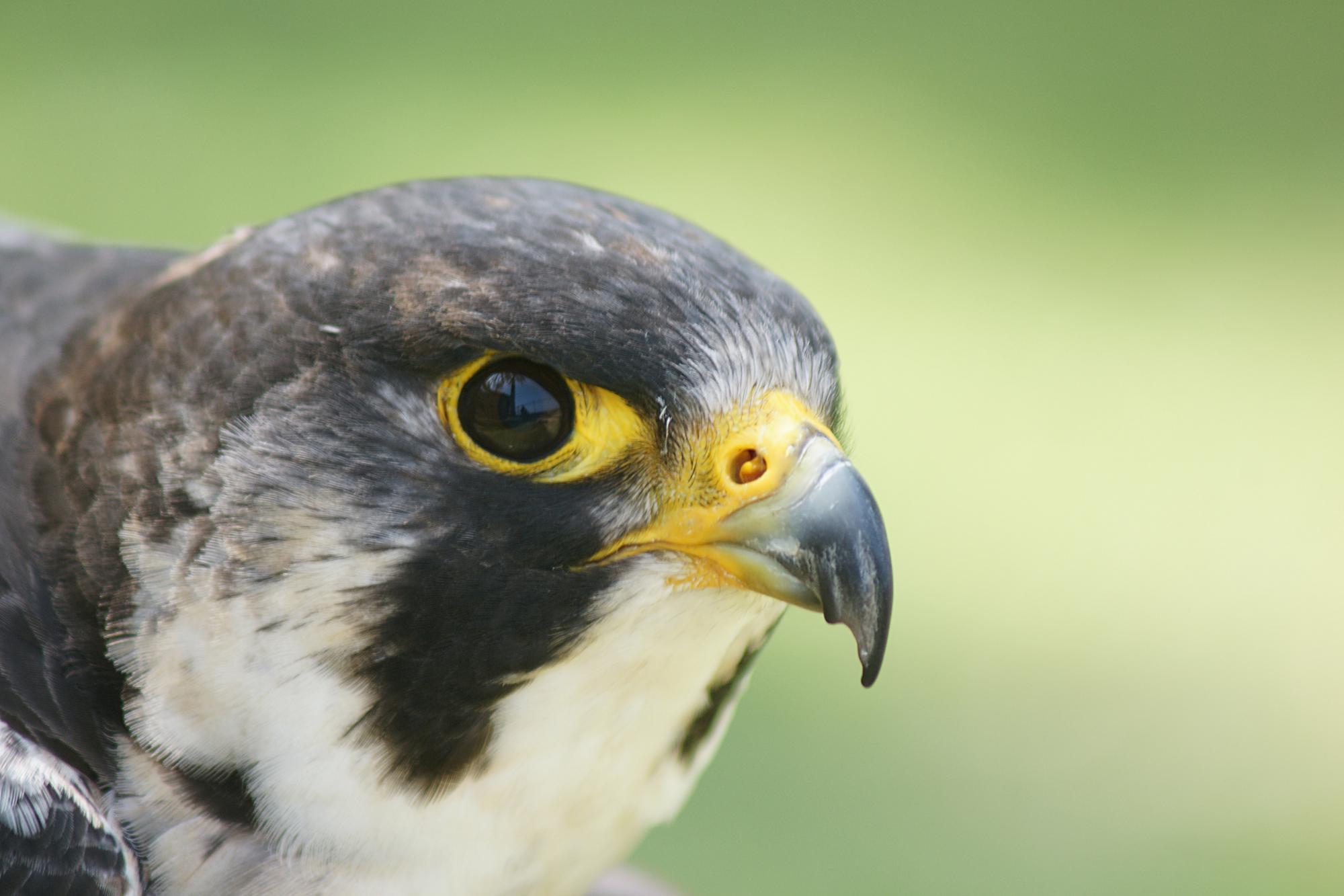 Read more about the article Peregrine Falconry; The most ancient hunt