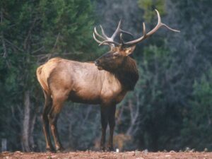 Read more about the article North Dakota hunting licenses