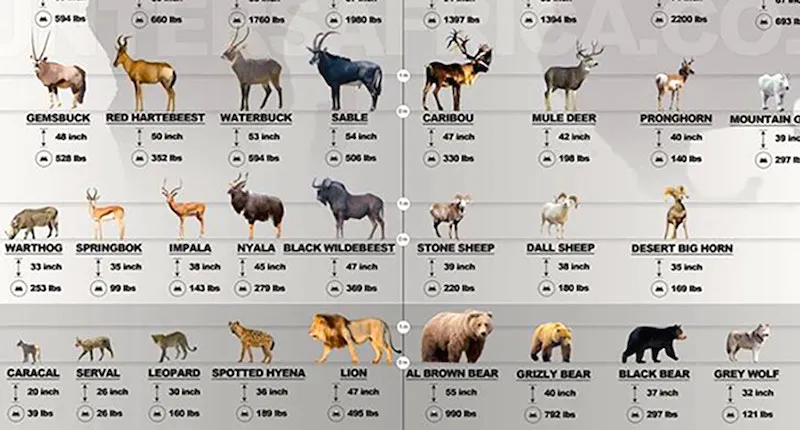 Read more about the article Types of hunting in the and list of game animals USA