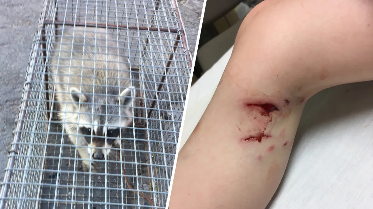 Read more about the article Are Raccoons Dangerous to Humans and Pets?