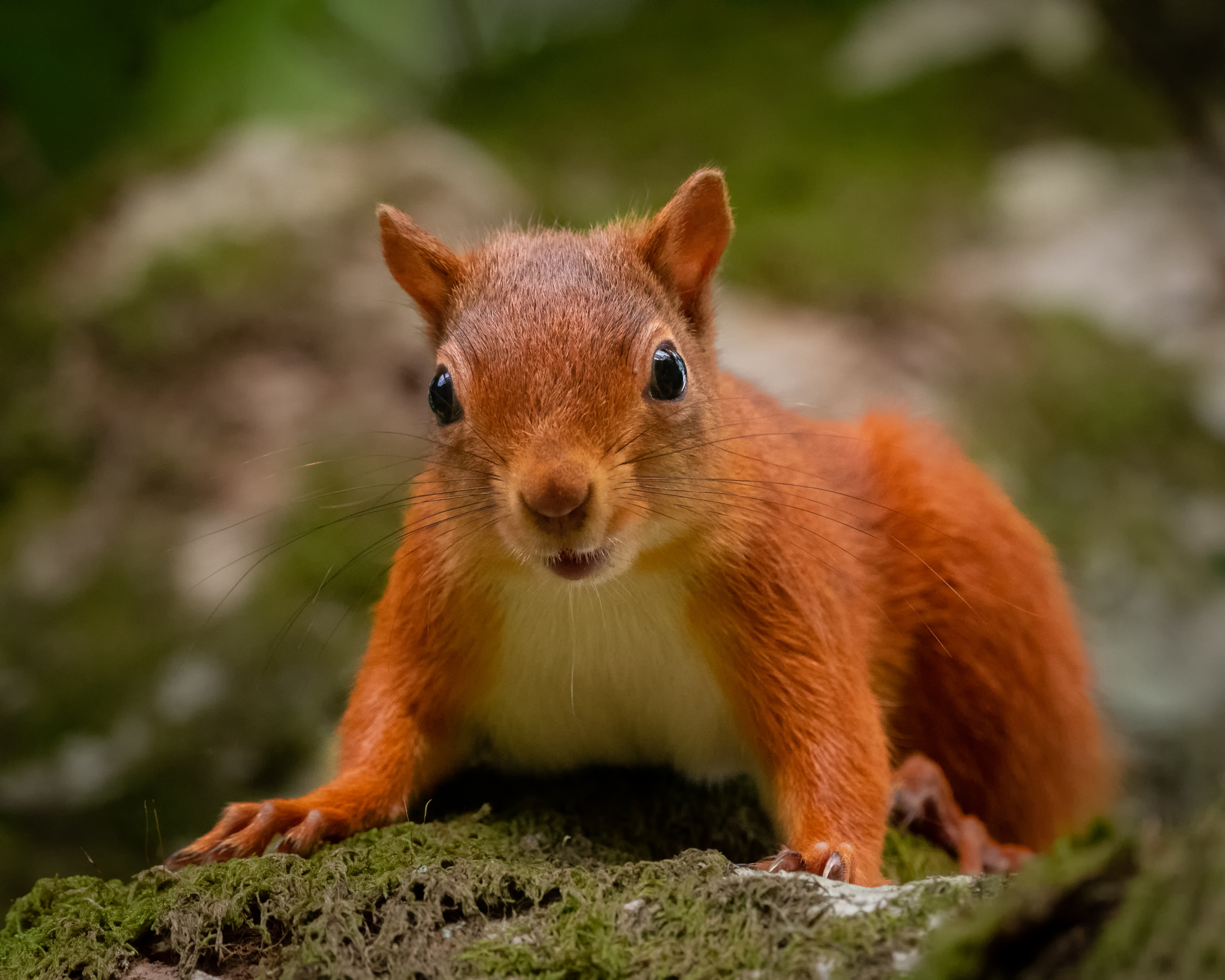 Read more about the article Comprehensive Guide to Squirrel Diseases
