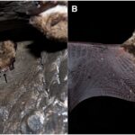 Bat White-Nose Syndrome: Comprehensive Insights and Conservation Strategies
