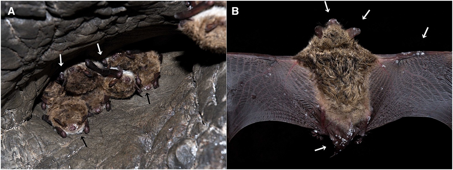 Read more about the article Bat White-Nose Syndrome: Comprehensive Insights and Conservation Strategies