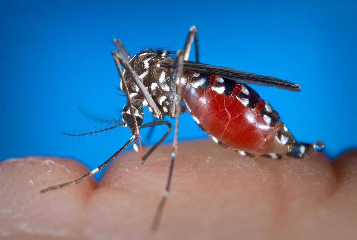 Read more about the article West Nile virus in USA