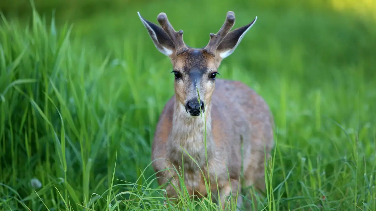 Read more about the article Understanding Zombie Deer Disease: Symptoms, Transmission, and Risks